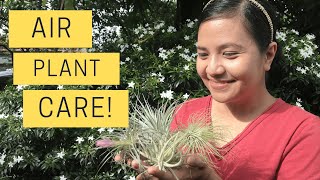 AIR PLANT CARE | HOW TO CARE FOR TILLANDSIA | TIPS, AND TRICKS TO KEEP THEM ALIVE | AIR PLANT 101