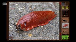 Insect Seeker Gameplay / Find hidden insects