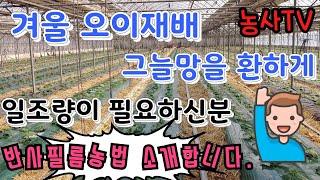 겨울 오이재배, 일조량 부족 해결하는 방법, 그늘망을 환하게 하는 방법, 반사필름농법, 귀농작물오이, 연동오…