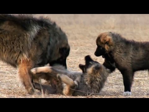 download lagu mp3 mp4 Georgian Caucasian Shepherd, download lagu Georgian Caucasian Shepherd gratis, unduh video klip Georgian Caucasian Shepherd