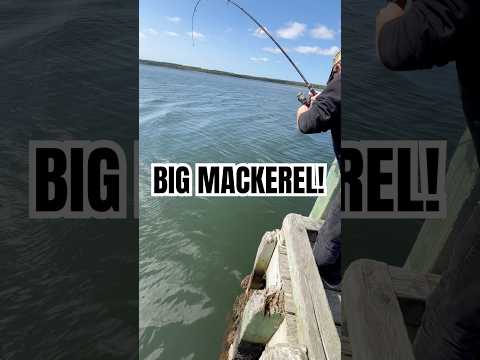 MACKEREL FROM WHARF! | OCEAN FISHING | #fishing #oceanfishing #mackerelfishing #pierfishing #sabiki