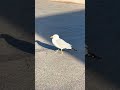 Lost Little Seagull Parking Lot Summn ️ Shorts Birds Earthsecret