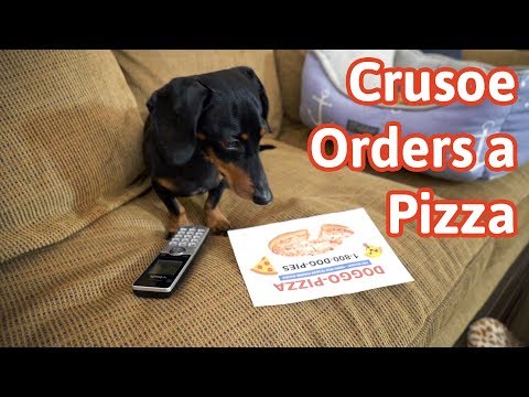 Crusoe Orders a Pizza! (Cute Dog Video Caught on Furbo)