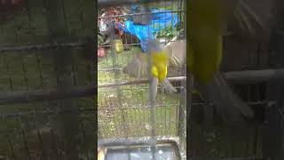 Download lagu burung cabe rawi tembakan pedas..SIKATAN KEPALA ABU ABU.isian kenari mp3