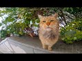 Extremely Cute Fluffy Cat With Green Eyes Meowing Loudly