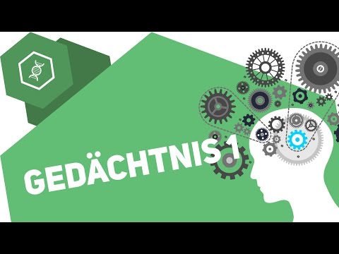 Gedächtnis – Wie funktioniert's?!