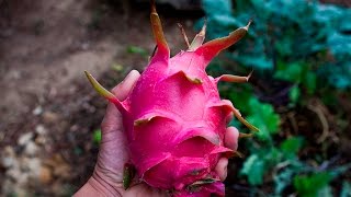 Permaculture Garden: Dragon Fruit Harvest