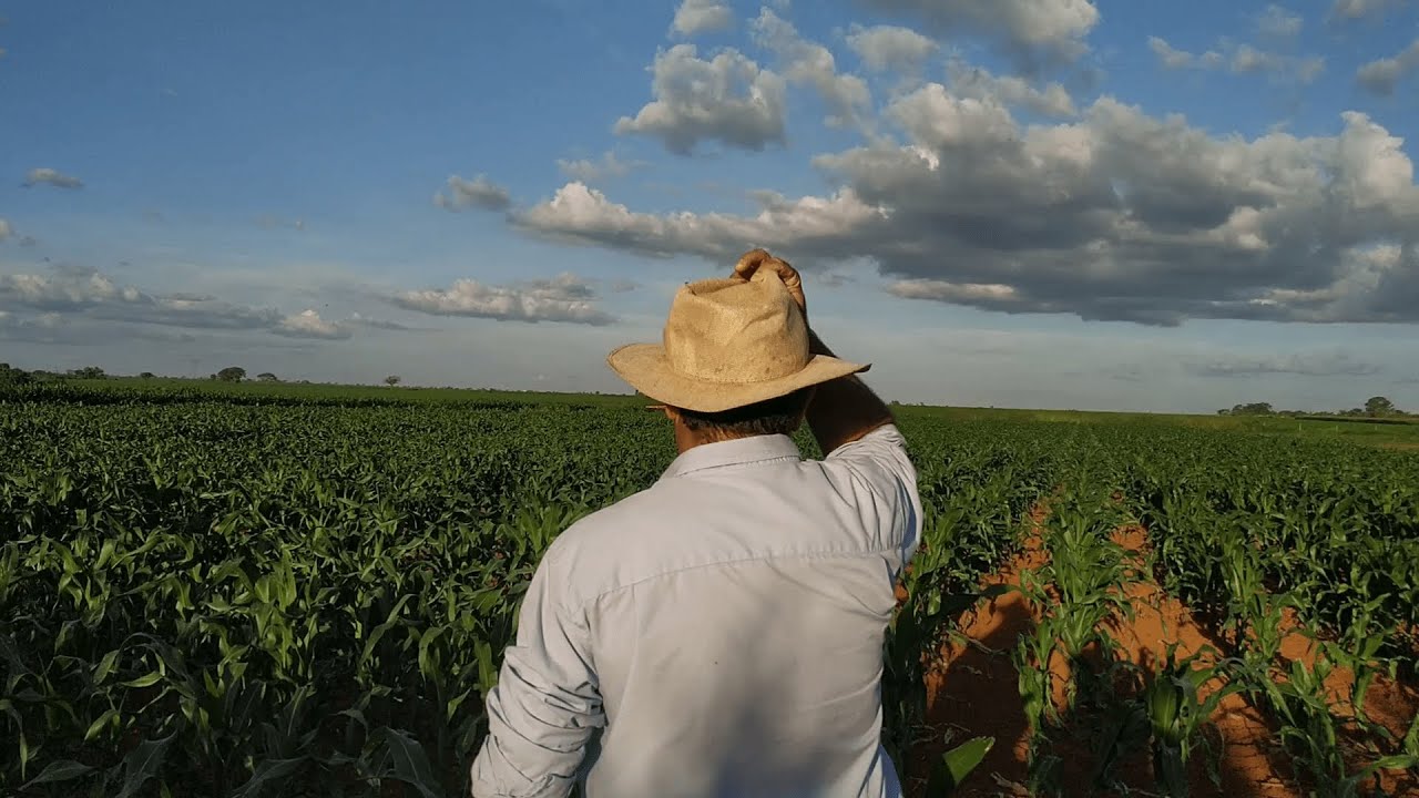 ERVAS DANINHAS NO FEIJÃO: COMO CONTROLAR