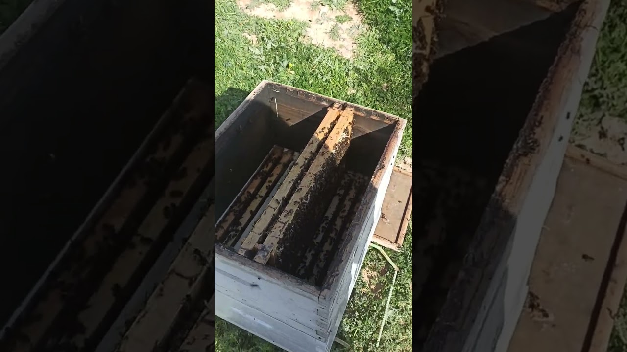 وضع العاسلة لخلية النحل 2026/03/18 