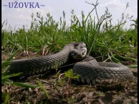 Užovka / Jan Nedvěd.