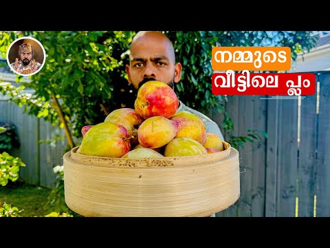 DAILY VLOG 6/ HOME GROWN PLUMS/ STR FRIED BEEF/ PORK PANTHI CURRY