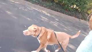 Video preview image #1 Labrador Retriever-Unknown Mix Puppy For Sale in Cary, NC, USA