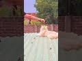 Cute Cat ️ Cat Lover Like Subscribe Thx For You