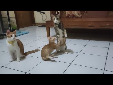 a lively kitten playing with other cats
