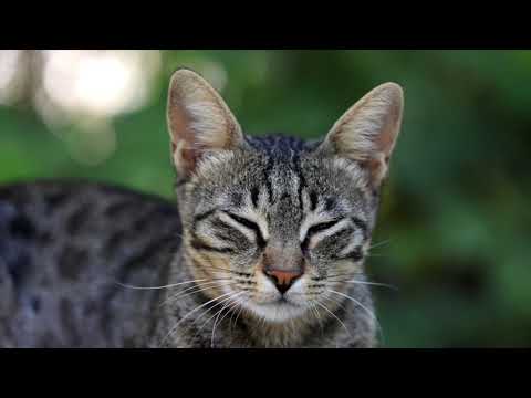 CD La música de los dioses Vol. 1 (CD 1) - Blanco y Negro (1998)