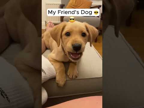 My Friends Dog vs My Dog... 😭Part XXXVI #shorts #dogs