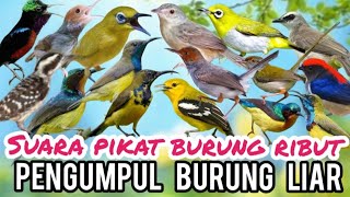 Download lagu Suara Pikat Burung Kecil Ribut Pengumpul Burung Liar mp3 Download lagu Suara Pikat Burung Kecil Ribut Pengumpul Burung Liar mp3