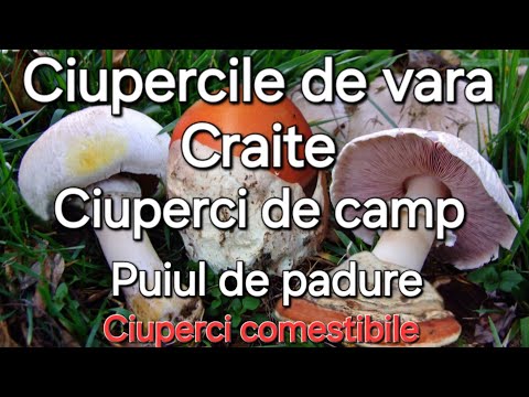 Ciuperci de vara - Craițe / Ciuperci de camp / Puiul de padure si multe altele .
