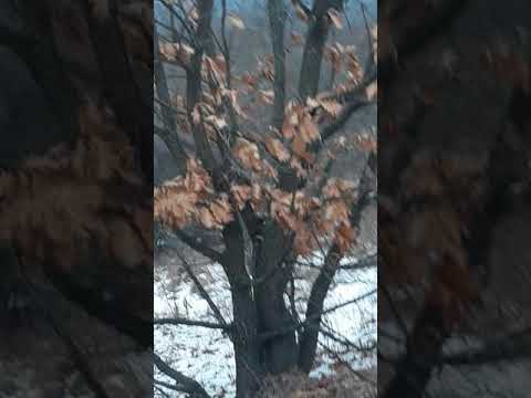 Zagari i kosovices 2018 (gjueti në pula të egra)