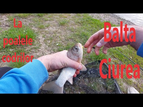 Pescuit pe balta Ciurea ! Carasi ,muzica si ratuste :))