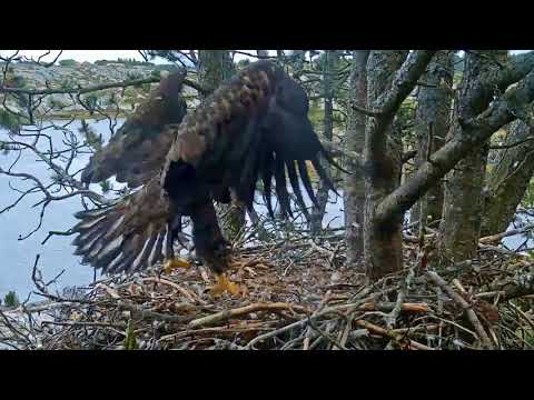 Smola Norway Eagle Cam ~ Elida's Impressive Wingercising ~ Selfies With Feather 7.4.18