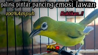 Download lagu CIAK CIAK JOSS KECIAL KUNING AMPUH||PANCINGAN KECIAL MALAS BUNYI|| mp3