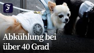 Kühlweste für Hunde: So kämpft Japan gegen die Hitze