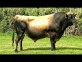 Jersey bulls