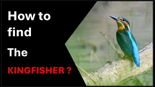 KUŞ FOTOĞRAFÇILIĞI VLOG'U, KINGFISHER. Orta Almanya'da nesli tükenmek üzere olan bir Kuş