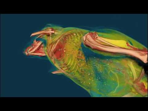 HỆ  THỐNG CHỤP IN VIVO MICRO CT CHO ĐỘNG VẬT SỐNG NHỎ TỐC ĐỘ CAO /SKYSCAN 1276/BRUKER BIOSPIN