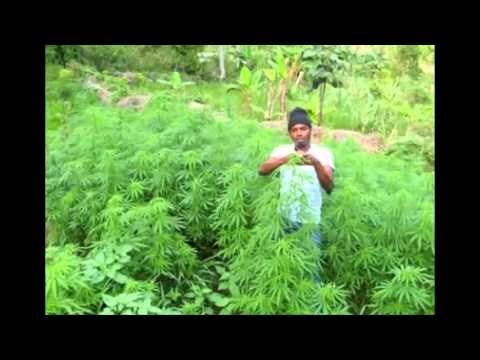 MC BLACK - CONECXÃO JAMAICA - (DJAFLEXA) STUDIO MALDIÇÃO FUNK