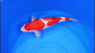 video van Sandan Sanke SA-V25-04147