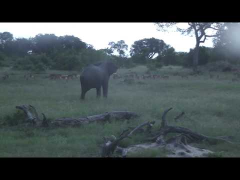 Djuma: Lone Elephant bull with attitude joins others on Quarantine Clearings -18:51 - 02/01/19