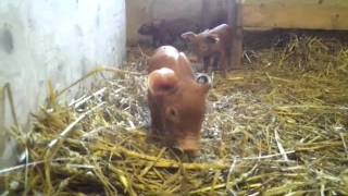 preview picture of video '4 days old Duroc and Berkshire baby pigs'