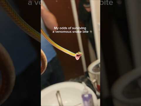 My odds of surviving a venomous snake bite are not good. #reptiles #venomoussnakes #pets