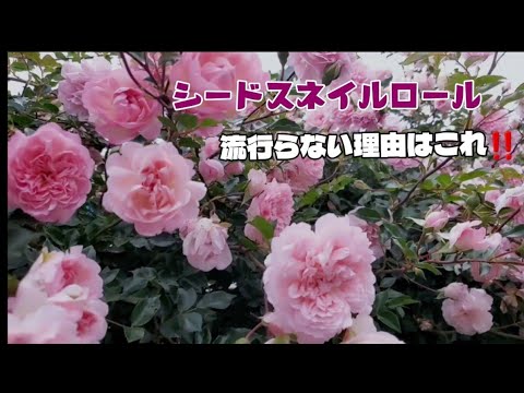[ケイトウ定植]直根性は危険✼海外で大流行の[シードロール]日本人がやらない理由はコレ！