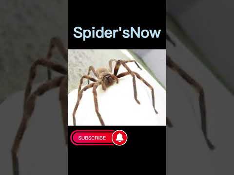 #shorts #spiders #animals #evolution Spiders now and 5000 bce spiders🕷
