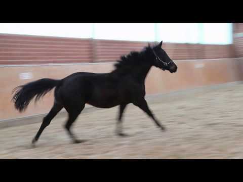 Oldenburger Stute von Fürstenball, geboren  2017