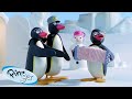 Pingu And Friends Pingu Official Channel Cartoons For Kids