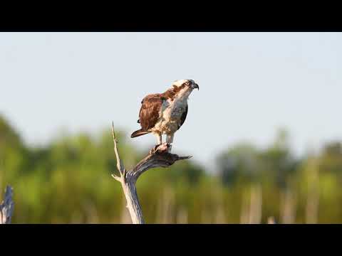 Osprey Eating a Fish