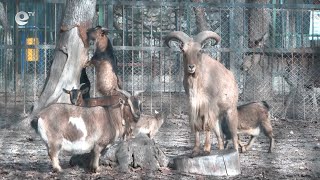 Живите коледни елхи могат да бъдат дарени за лакомство на обитателите на хасковския зоопарк