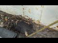Trails of Ants Found on the Side of Home in Belmar, NJ