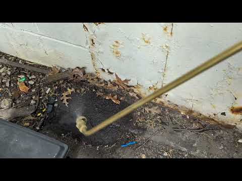 Trails of Ants Found on the Side of Home in Belmar, NJ
