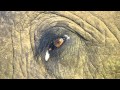 Close Encounter With Addo Elephant Bull Freewalker