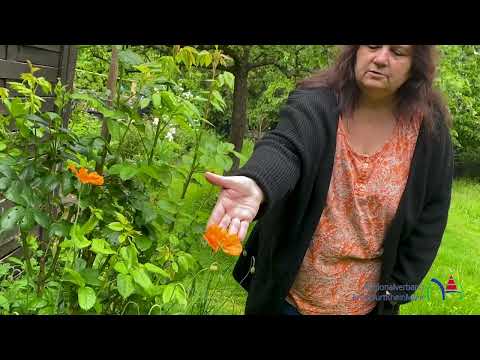 Fotowettbewerb "Blühende Gärten": Teilnehmerin Gabi Klein aus Langen