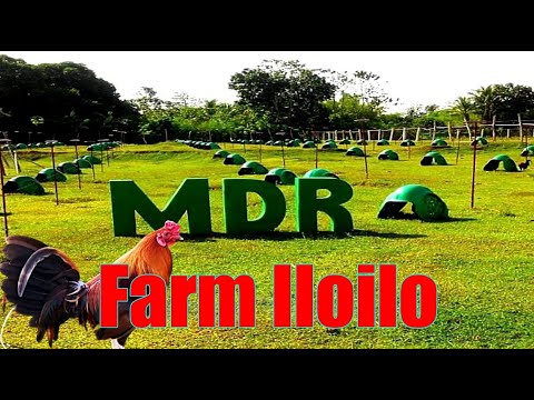 Lets Visit The Farm Of MDR Farm Iloilo