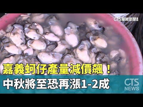 嘉義蚵仔產量減價飆！　中秋將至恐再漲1-2成