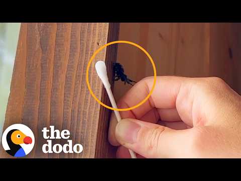 Couple Takes In Not One But TWO Jumping Spiders  | The Dodo