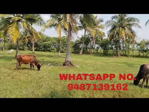 2 BHK House 900 Sq.ft. for Sale in Muthupet, Thiruvarur