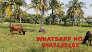 2 BHK House for Sale in Muthupet, Thiruvarur